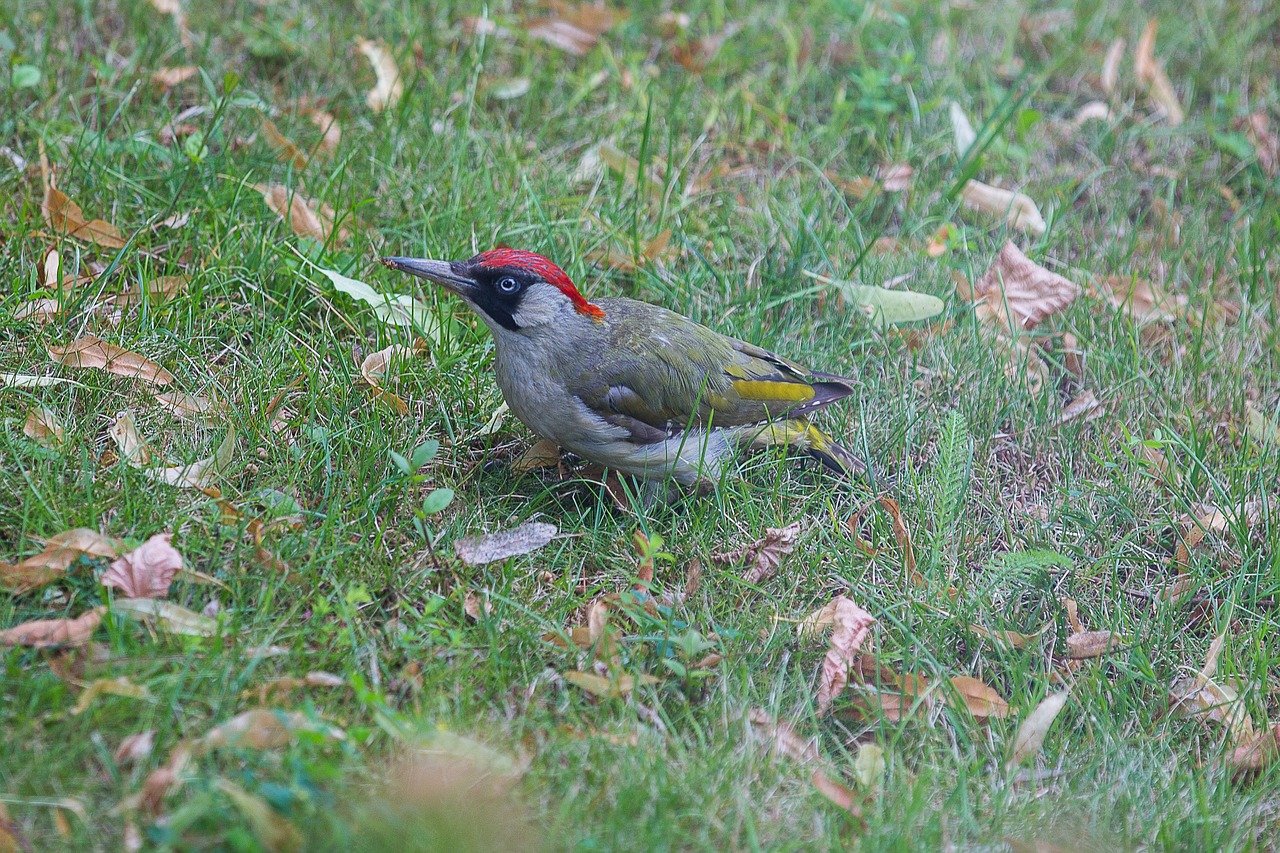 ghionoaia verde (Picus viridis)