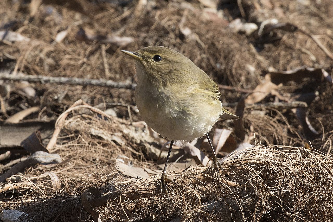 pasarea pitulicea