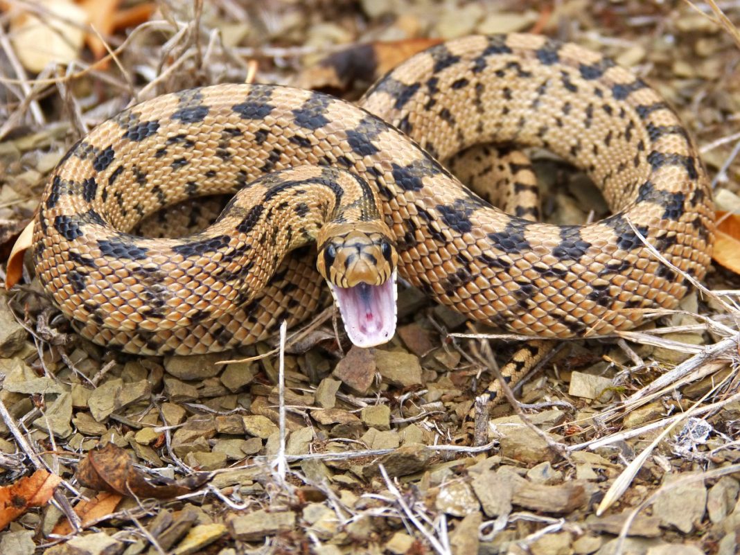 Vipera de stepă: habitat, comportament și conservare