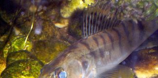 Șalăul, un pește răpitor din apele Dunarii