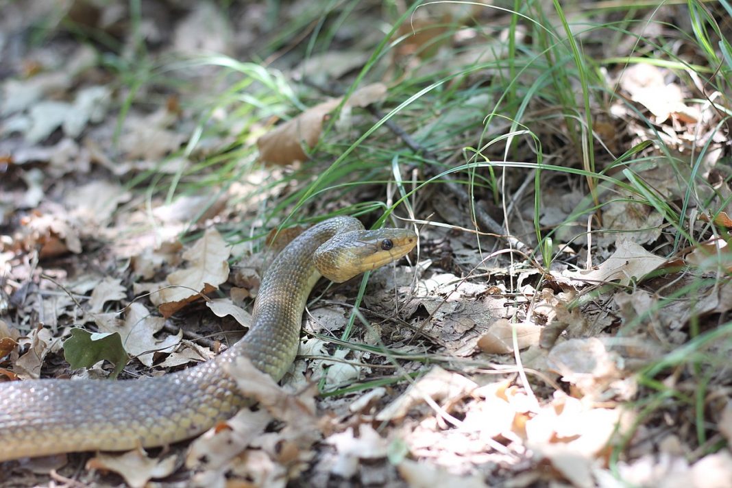 Șarpele rău (Dolichophis caspius), foarte agresiv Șarpele rău (Dolichophis caspius), foarte agresiv