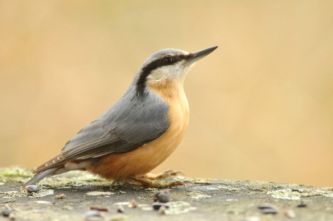 Țicleanul, cea mai bună pasăre cățărătoare din țara noastră Țicleanul, cea mai bună pasăre cățărătoare din țara noastră