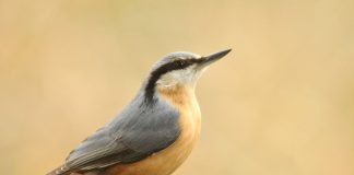 Țicleanul, cea mai bună pasăre cățărătoare din țara noastră