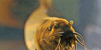 Țiparul, un pește de apă dulce din familia Cobitidae