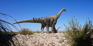 Află cum se hrăneau dinozaurii: carnivori și erbivori de-a lungul erelor Află cum se hrăneau dinozaurii