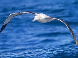 Albastrosul călător (Diomedea exulans), cea mai mare pasăre marină