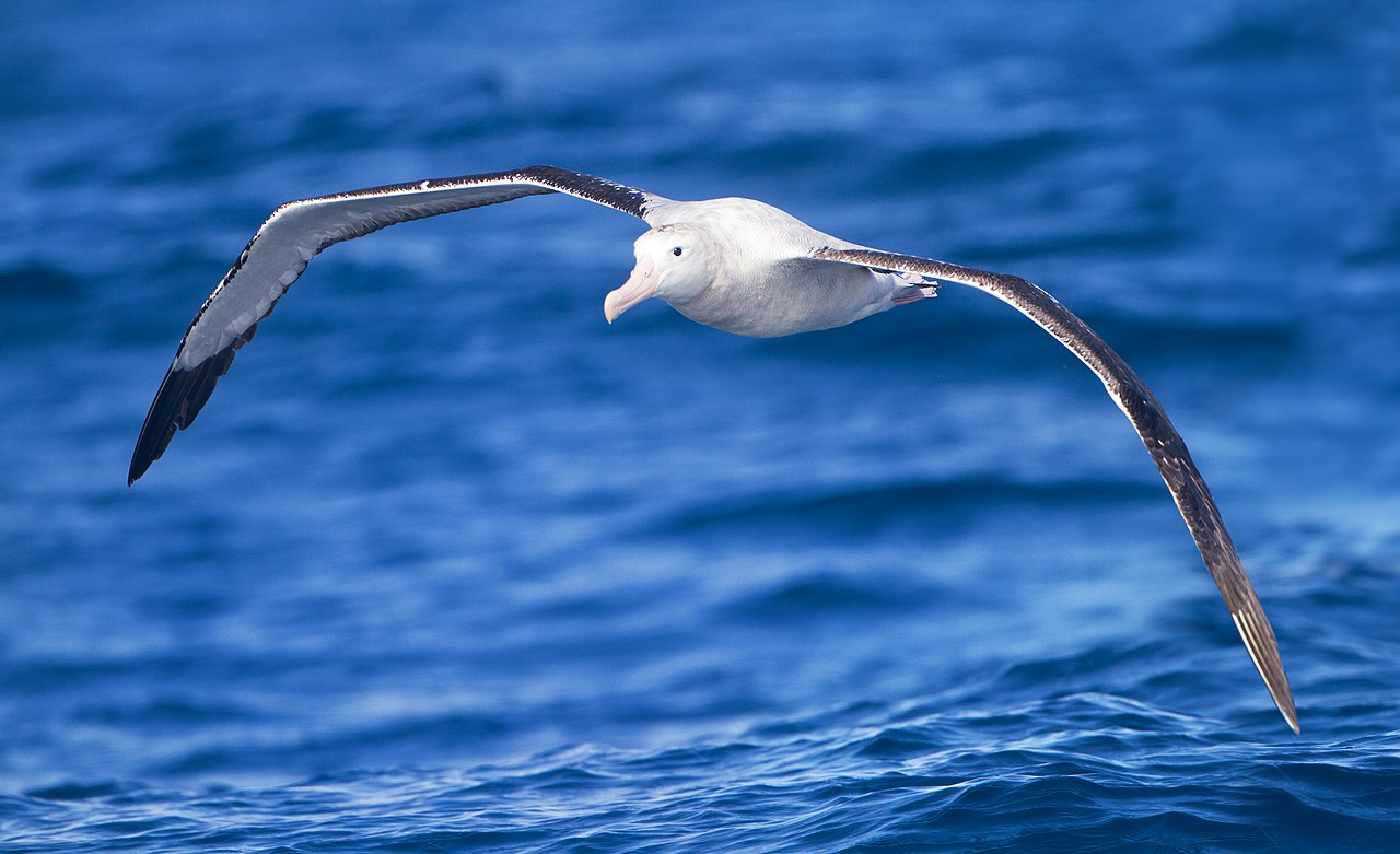 Albastrosul călător (Diomedea exulans), cea mai mare pasăre marină