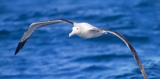 Albastrosul călător (Diomedea exulans): cea mai mare pasăre marină din lume Albastrosul călător (Diomedea exulans), cea mai mare pasăre marină