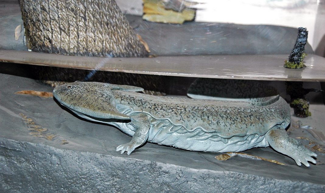 Amfibianul Diplocaulus din permianul inferior era mai bătrân decât dinozaurii Amfibianul Diplocaulus din permianul inferior era mai bătrân decât dinozaurii