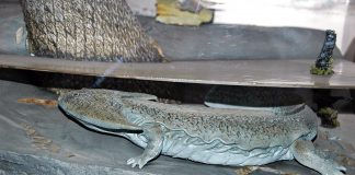 Diplocaulus, amfibianul din Permianul inferior, mai vechi decât dinozaurii Amfibianul Diplocaulus din permianul inferior era mai bătrân decât dinozaurii