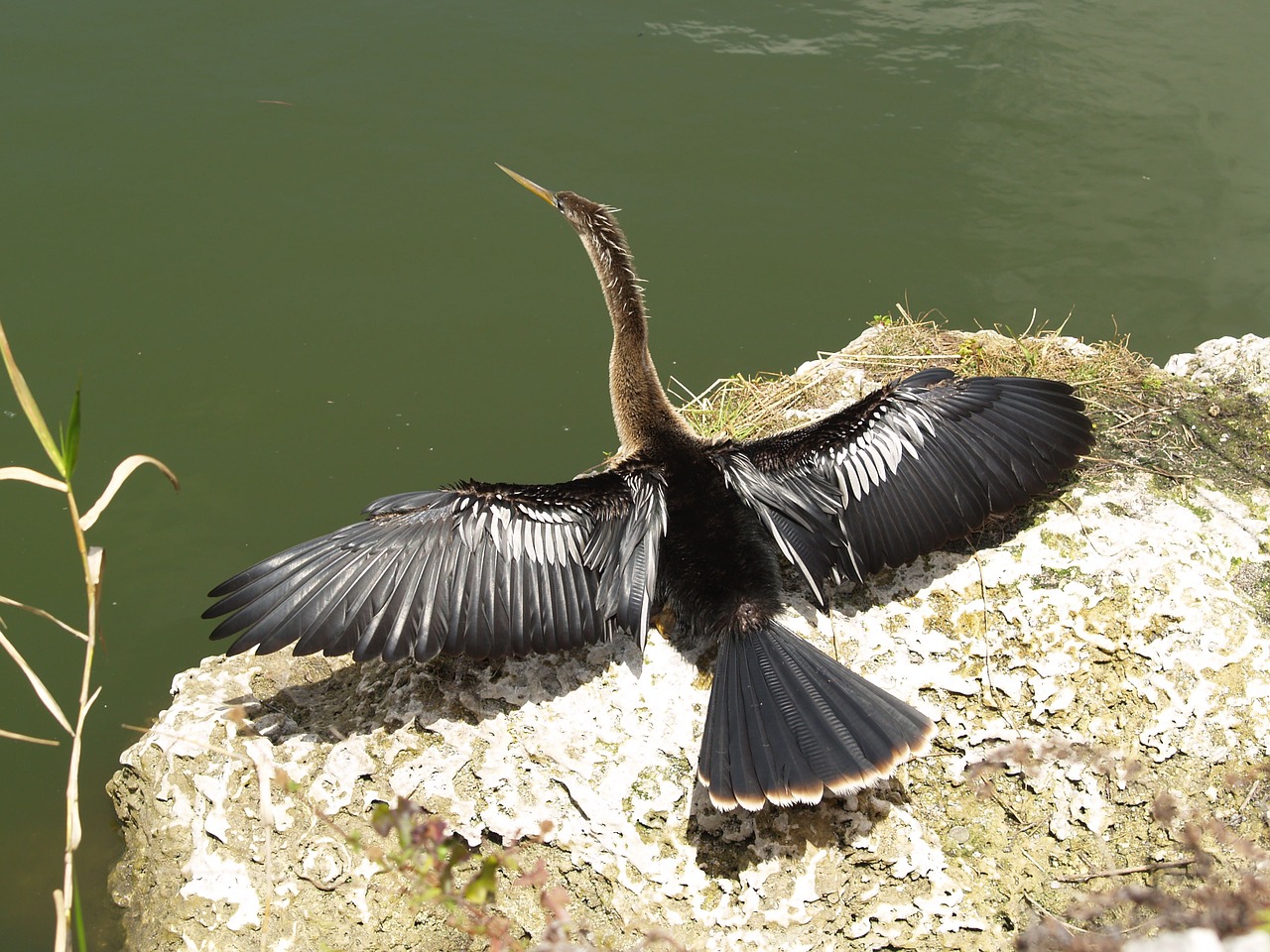 Anhinga indiană