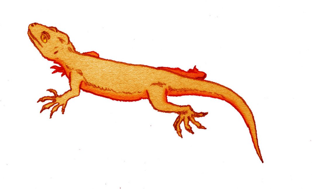 Ardeosaurus, varianta preistorică a șopârlei gecko Ardeosaurus, varianta preistorică a șopârlei gecko