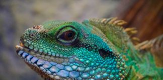 Cauzele apariției primelor reptile: adaptarea la schimbările climatice Care sunt cauzele apariției primelor reptile