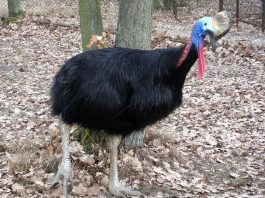 Cazuarul (Casuarius casuarius) din Noua Guinee, o pasăre mare nezburătoare