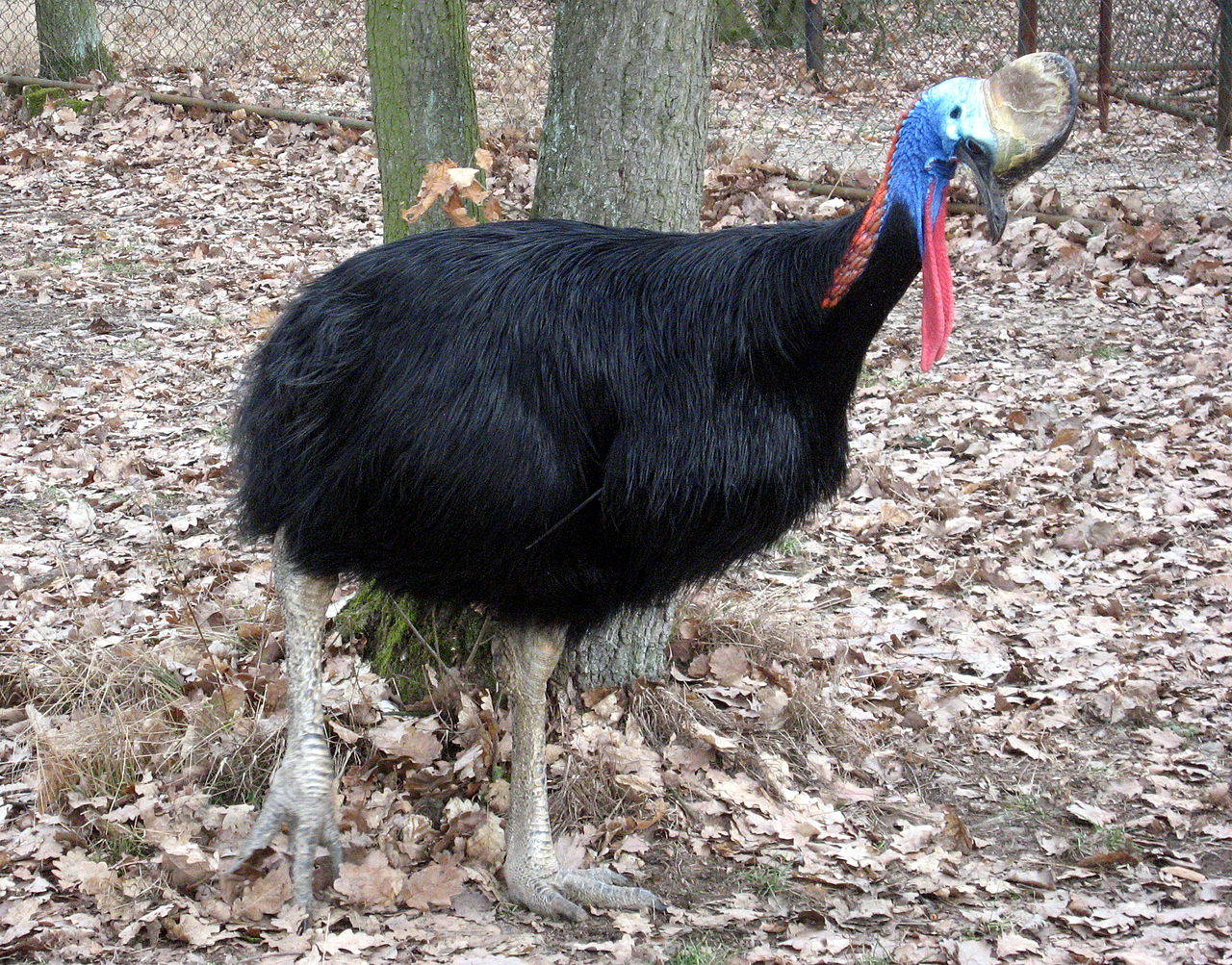 Cazuarul (Casuarius casuarius) din Noua Guinee, o pasăre mare nezburătoare