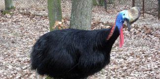 Cazuarul din Noua Guinee (Casuarius casuarius): o pasăre impunătoare și solitară Cazuarul (Casuarius casuarius) din Noua Guinee, o pasăre mare nezburătoare