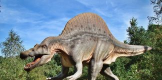 Corpul și înfățișarea dinozaurilor: descoperă cum arătau aceste creaturi Corpul si înfățișarea dinozaurilor, află toate detaliile