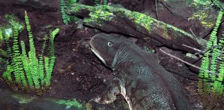 Eryops: tot ce trebuie să știi despre amfibianul din Permian Cum arăta amfibianul Eryops, află totul aici
