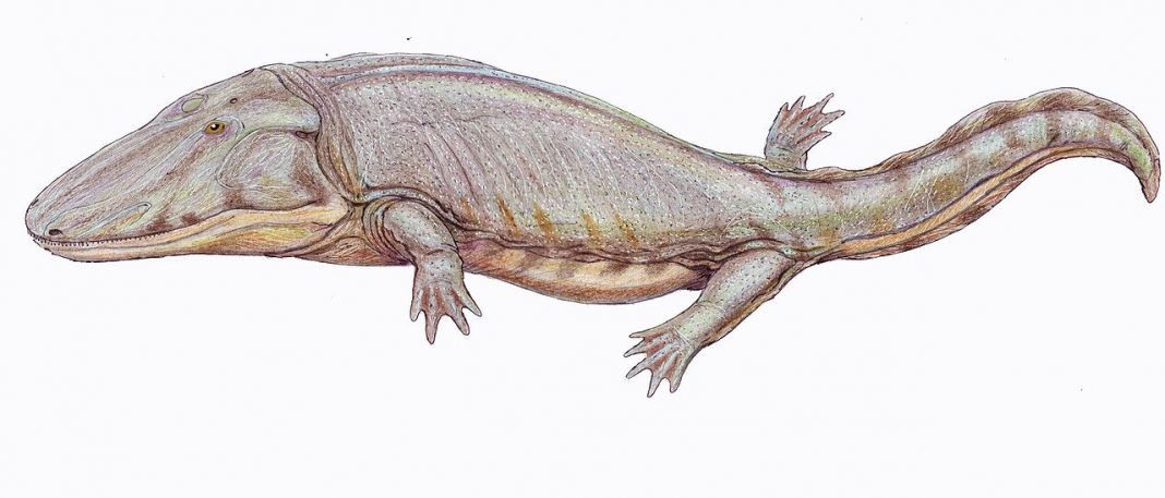 Cum trăia amfibianul Paracyclotosaurus Cum trăia amfibianul Paracyclotosaurus