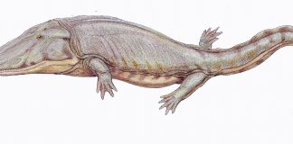Paracyclotosaurus: amfibianul uriaș din Triasic și stilul său de viață Cum trăia amfibianul Paracyclotosaurus