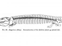 Eogyrinus, uriașul reptilelor de acum 310 milioane de ani, din Carbonifer