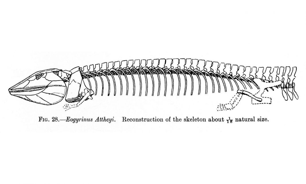Eogyrinus, uriașul reptilelor de acum 310 milioane de ani, din Carbonifer Eogyrinus, uriașul reptilelor de acum 310 milioane de ani, din Carbonifer
