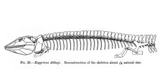 Eogyrinus, uriașul amfibian din Carbonifer, precursorul prădătorilor de apă Eogyrinus, uriașul reptilelor de acum 310 milioane de ani, din Carbonifer