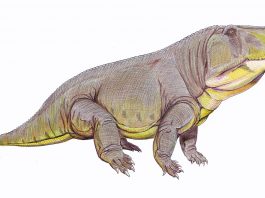 Erythrosuchus, un archozaur de temut din era mijlocie