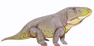 Erythrosuchus, archozaurul de temut din Triasicul inferior Erythrosuchus, un archozaur de temut din era mijlocie