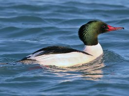 Ferestrașul mare (Mergus merganser), o pasăre acvatică