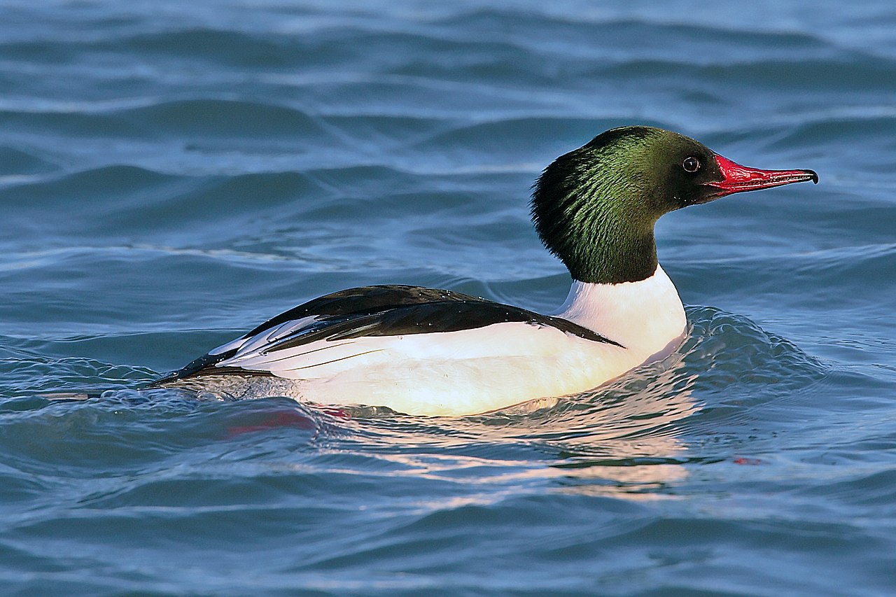 Ferestrașul mare (Mergus merganser), o pasăre acvatică