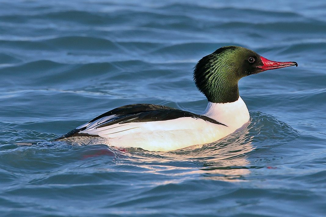 Ferestrașul mare (Mergus merganser), o pasăre acvatică Ferestrașul mare (Mergus merganser), o pasăre acvatică