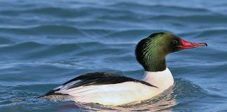 Ferestrașul mare (Mergus merganser): pasărea acvatică de mare viteză din Europa și America Ferestrașul mare (Mergus merganser), o pasăre acvatică