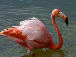 Flamingul american (Phoenicopterus ruber), o pasăre parțial migratoare