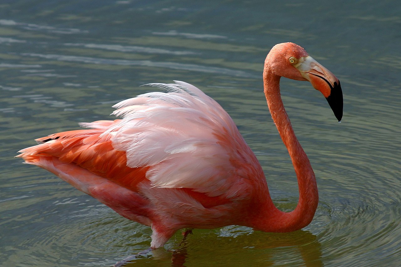 Flamingul american (Phoenicopterus ruber), o pasăre parțial migratoare