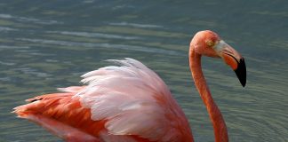Flamingul american (Phoenicopterus ruber): pasărea zveltă cu penaj roz și migrații impresionante Flamingul american (Phoenicopterus ruber), o pasăre parțial migratoare