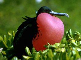 Fregata mare (Fregata magnificens), vezi ce regiuni populează