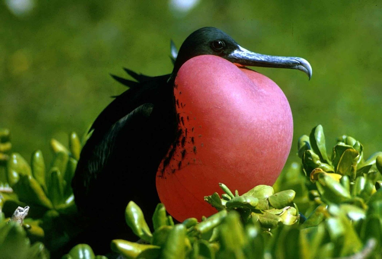 Fregata mare (Fregata magnificens), vezi ce regiuni populează