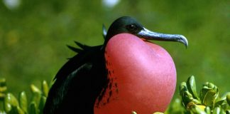 Fregata mare (Fregata magnificens): o pasăre marină remarcabilă a oceanelor tropicale Fregata mare (Fregata magnificens), vezi ce regiuni populează