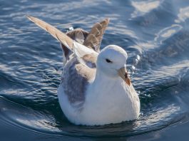 Furtunarul ghețurilor (Fulmarus glacialis), o pasăre marină