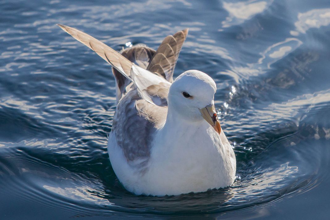 Furtunarul ghețurilor (Fulmarus glacialis), o pasăre marină