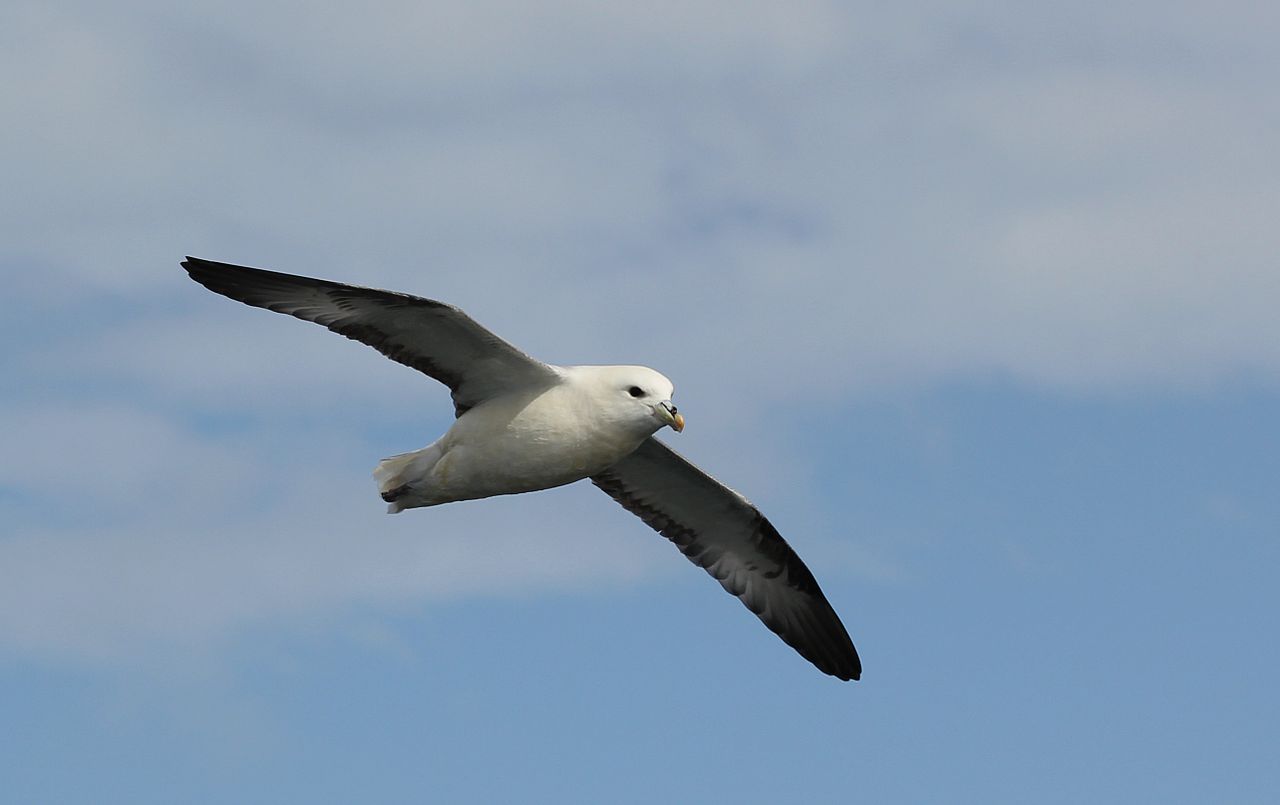 Furtunarul ghețurilor
