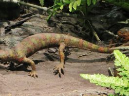 Hylonomus, cea mai veche reptilă pe care au descoperit-o paleontologii