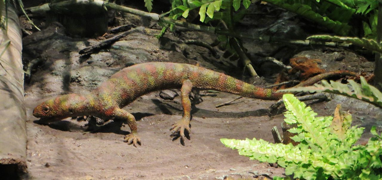 Hylonomus, cea mai veche reptilă pe care au descoperit-o paleontologii