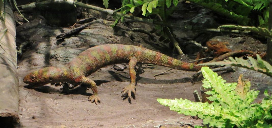 Hylonomus, cea mai veche reptilă pe care au descoperit-o paleontologii