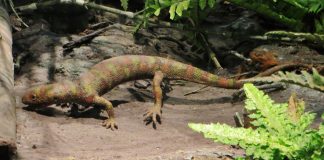 Hylonomus, strămoșul reptilelor moderne de acum 312 milioane de ani Hylonomus, cea mai veche reptilă pe care au descoperit-o paleontologii