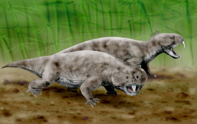 Hyperodapedon, Foto: paleoexhibit.blogspot.com