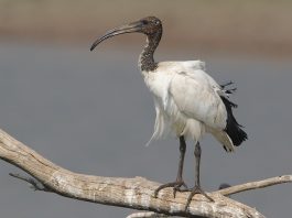 Ibisul sacru (Threskiornis aethiopicus) – Pasărea sfântă a Egiptului