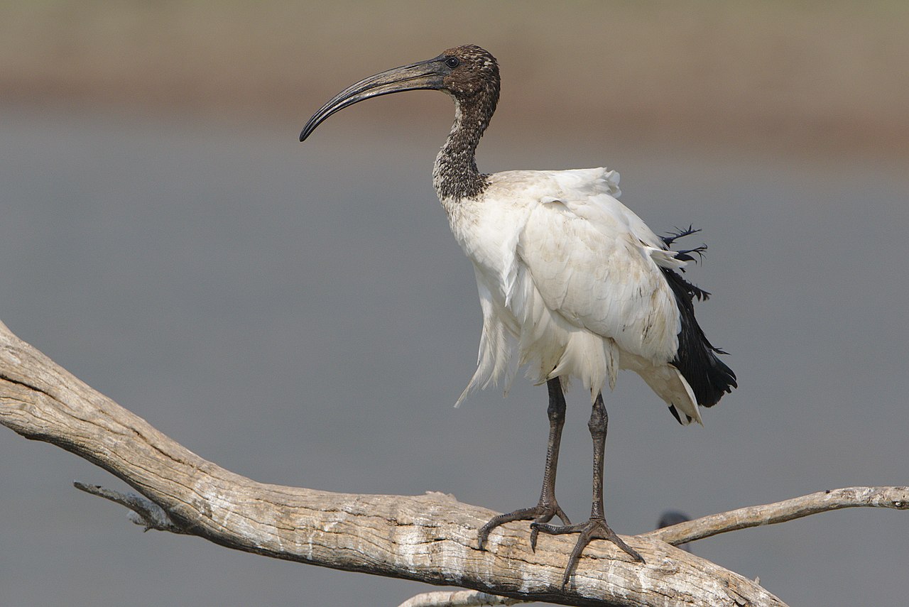 Ibisul sacru (Threskiornis aethiopicus) – Pasărea sfântă a Egiptului