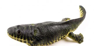 Ichthyostega, cel mai vechi amfibian: descoperiri fascinante Ichthyostega, cel mai vechi amfibian